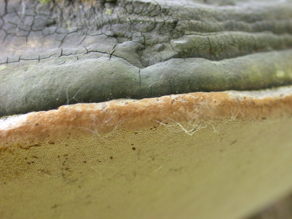 su Salix... (Phellinus ignarius)